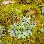 Arabidopsis thaliana Natur