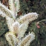 Salix viminalis Flower