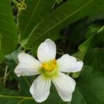 Lagenaria sphaerica Λουλούδι