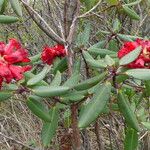 Rhododendron neriiflorum برگ