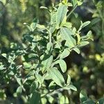 Cytisus cantabricus Likasa