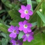 Lythrum junceum Flower