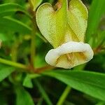 Trichodesma marsabiticum Flower