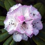 Rhododendron pachytrichum Λουλούδι