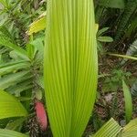 Curculigo capitulata Leaf