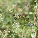 Veronica catenata Fruto