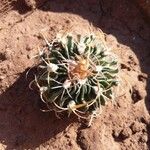 Stenocactus multicostatus Hoja