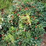 Solanum pseudocapsicum Habitus