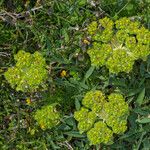 Euphorbia pithyusa Habit