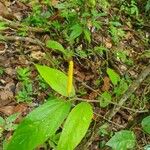 Piper tuberculatum Vrucht