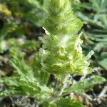 Sideritis endressii Лист