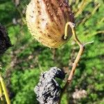 Gomphocarpus physocarpus Fruit