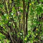 Ribes aureum 樹皮