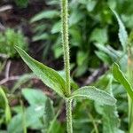 Arnica chamissonis Yaprak