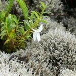 Angraecum ramosum ফুল
