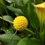 Santolina pectinata फूल