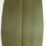 Guatteria foliosa Otro