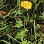 Meconopsis cambrica आदत