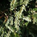 Berberis japonica Fruit