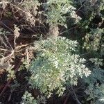 Artemisia arborescens Leht