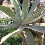Agave weberi Yaprak
