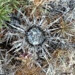 Atractylis tutinii Fruto