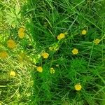 Ranunculus macrophyllusHabit