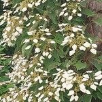 Schizophragma hydrangeoides Çiçek