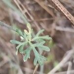 Malva tournefortiana Leaf