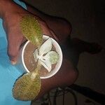 Kalanchoe gastonis-bonnieri Ліст