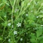 Stellaria alsine Blüte