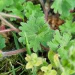 Geranium molle Feuille