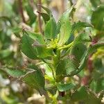 Grindelia chiloensis Leaf