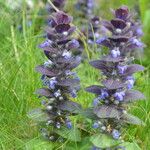 Ajuga pyramidalisКвітка