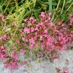 Valeriana angustifoliaBloem