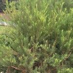 Melaleuca alternifolia Yaprak