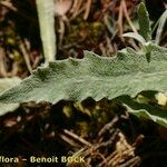 Centaurea jordaniana 葉