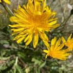 Crepis conyzifolia 花