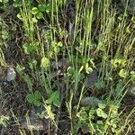 Trifolium hybridum 叶