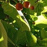 Celtis occidentalis Owoc