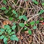 Rumex acetosella Lehti