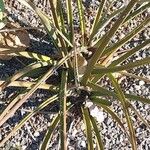 Hesperaloe parviflora Feuille