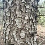 Pinus virginiana Bark