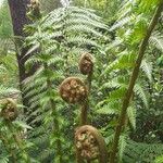 Dicksonia antarctica 葉