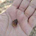 Quercus virginiana Fruit