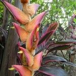 Heliconia danielsiana Flower