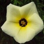 Turnera subulata Flor