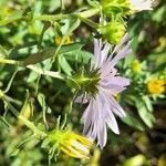 Symphyotrichum oblongifolium फूल