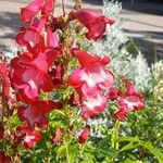 Penstemon hartwegii Flower