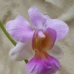 Papilionanthe teres Çiçek